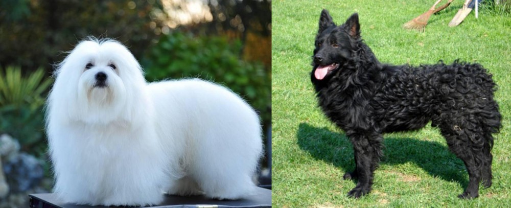 Croatian Sheepdog vs Coton De Tulear - Breed Comparison