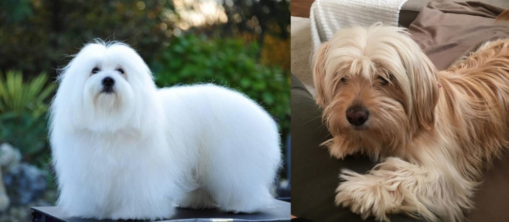 Cyprus Poodle vs Coton De Tulear - Breed Comparison