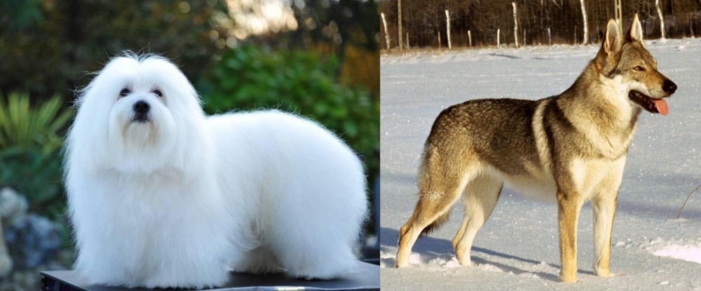 Czechoslovakian Wolfdog vs Coton De Tulear - Breed Comparison