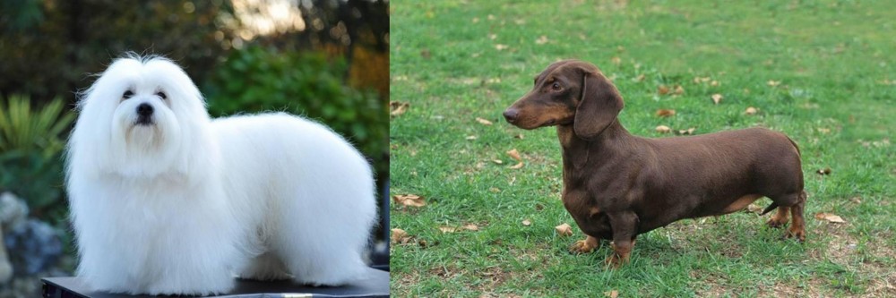 Dachshund vs Coton De Tulear - Breed Comparison