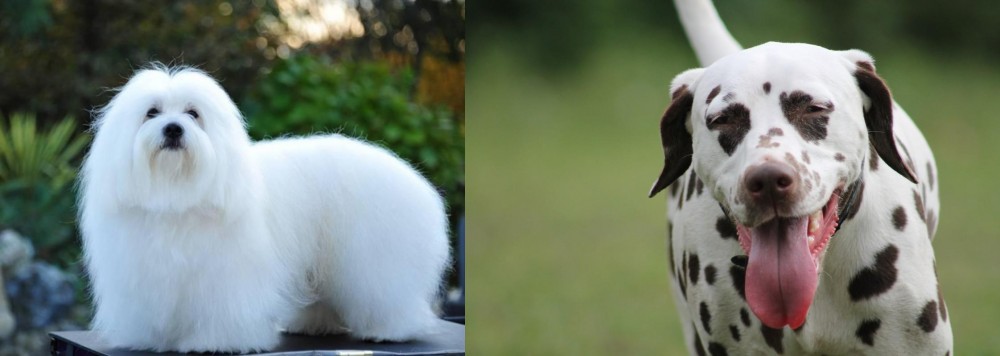 Dalmatian vs Coton De Tulear - Breed Comparison