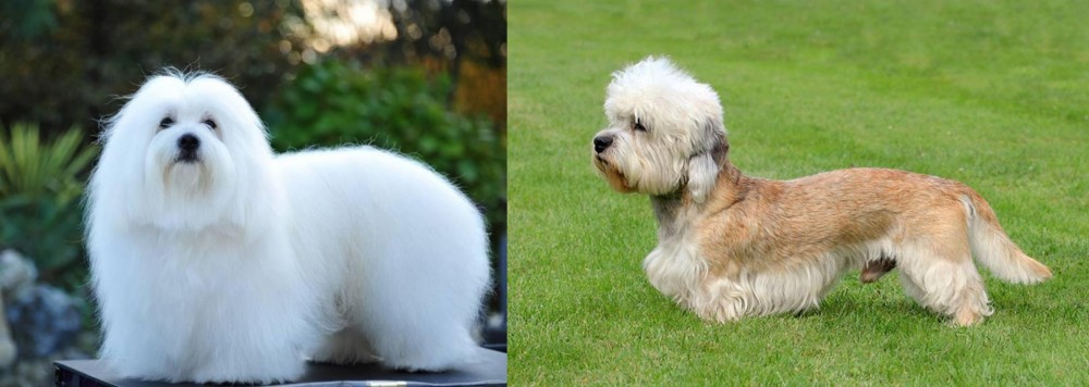 Dandie Dinmont Terrier vs Coton De Tulear - Breed Comparison