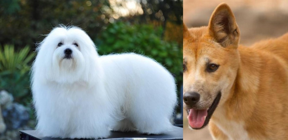 Dingo vs Coton De Tulear - Breed Comparison