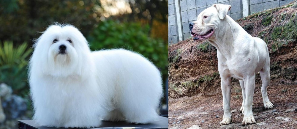 Dogo Guatemalteco vs Coton De Tulear - Breed Comparison