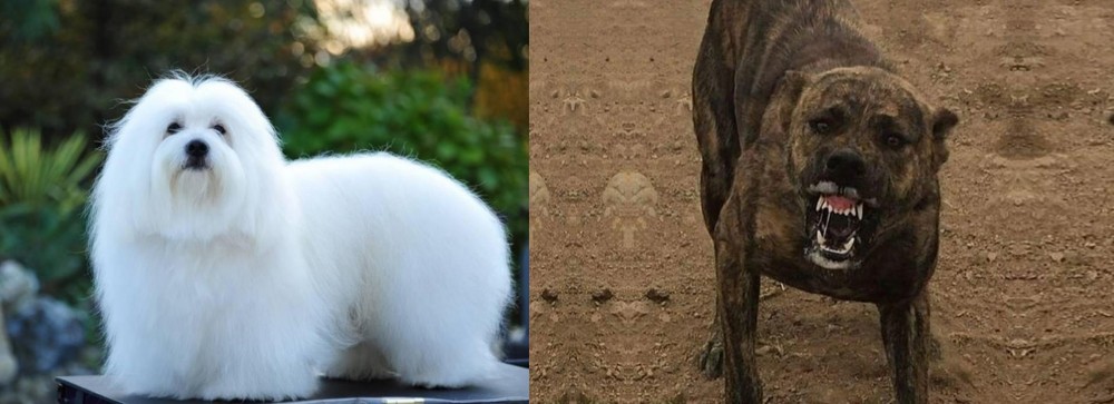 Dogo Sardesco vs Coton De Tulear - Breed Comparison