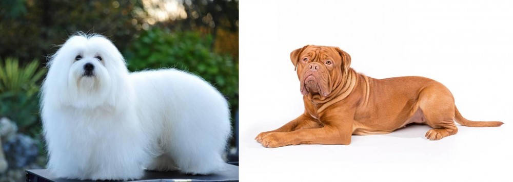 Dogue De Bordeaux vs Coton De Tulear - Breed Comparison