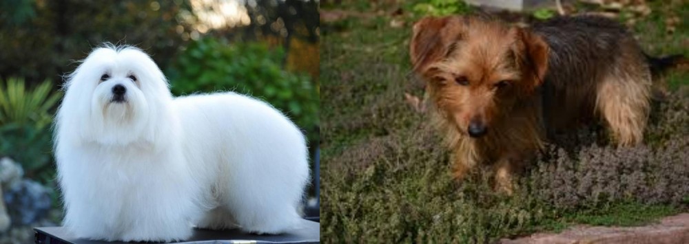 Dorkie vs Coton De Tulear - Breed Comparison