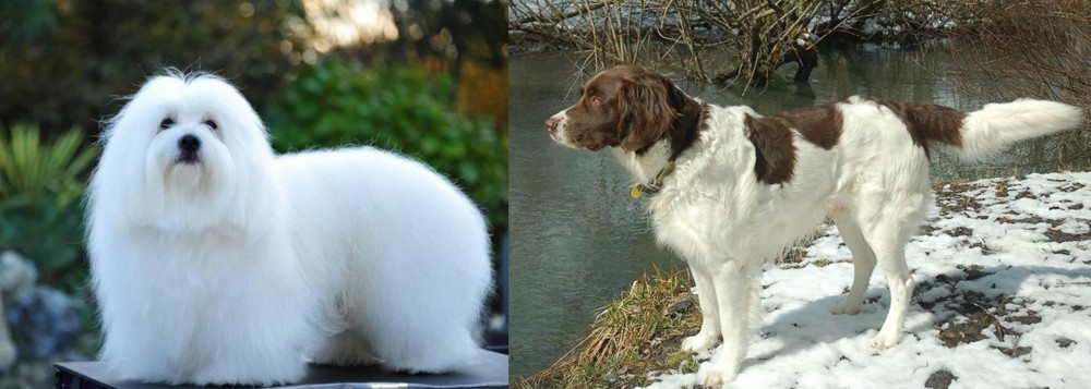Drentse Patrijshond vs Coton De Tulear - Breed Comparison