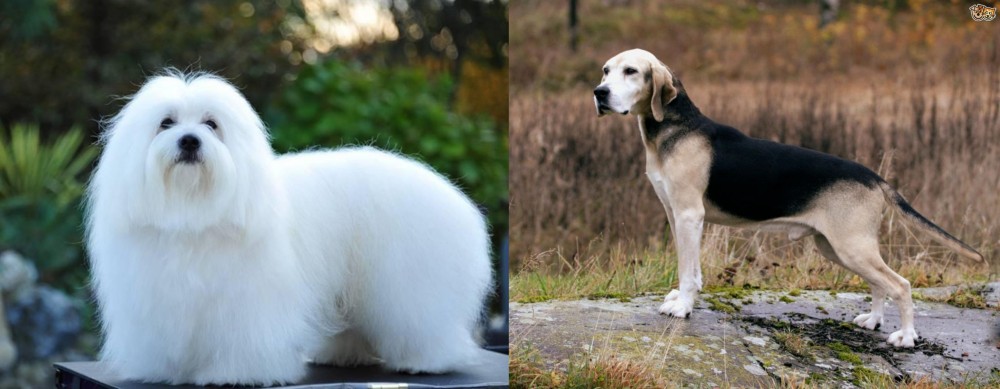 Dunker vs Coton De Tulear - Breed Comparison