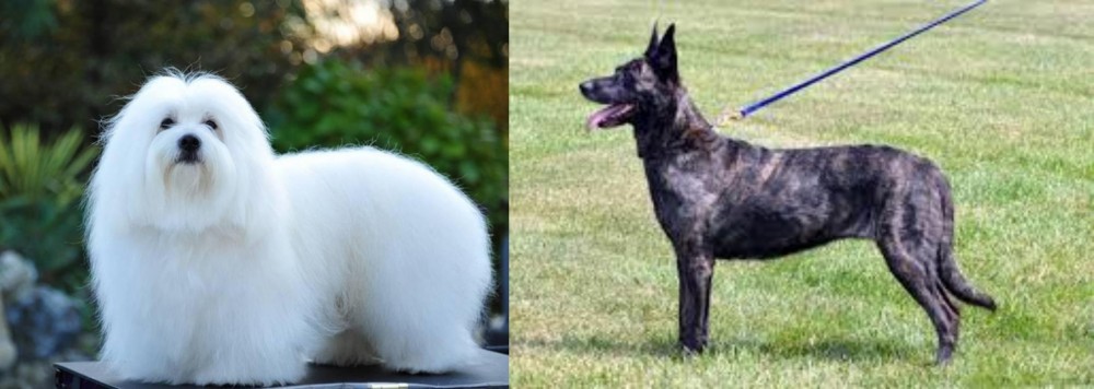 Dutch Shepherd vs Coton De Tulear - Breed Comparison