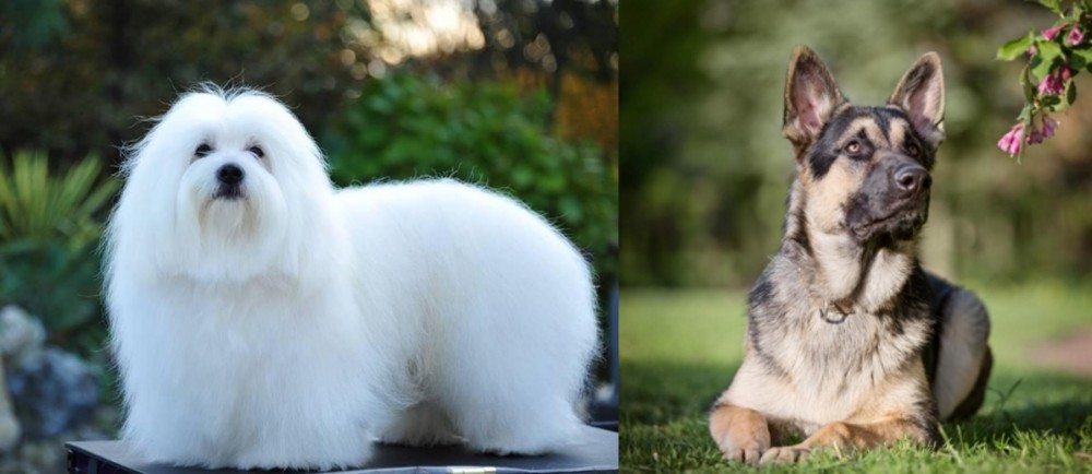 East European Shepherd vs Coton De Tulear - Breed Comparison