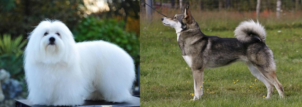 East Siberian Laika vs Coton De Tulear - Breed Comparison