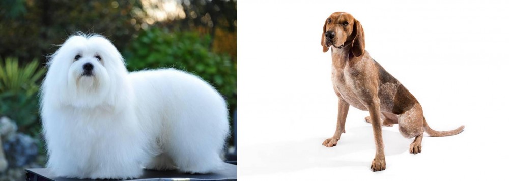 English Coonhound vs Coton De Tulear - Breed Comparison