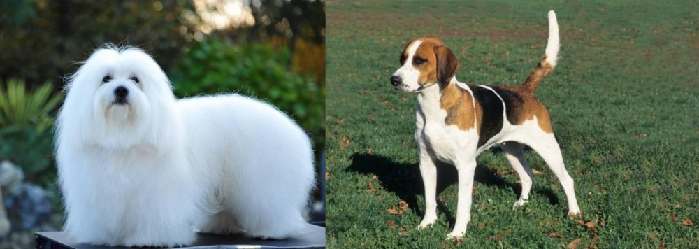 English Foxhound vs Coton De Tulear - Breed Comparison