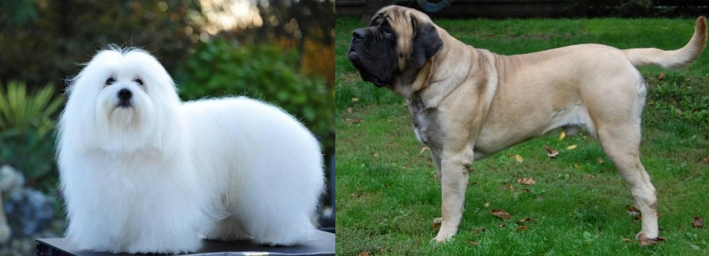 English Mastiff vs Coton De Tulear - Breed Comparison