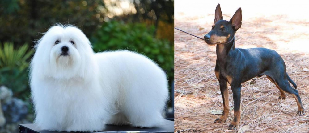 English Toy Terrier (Black & Tan) vs Coton De Tulear - Breed Comparison