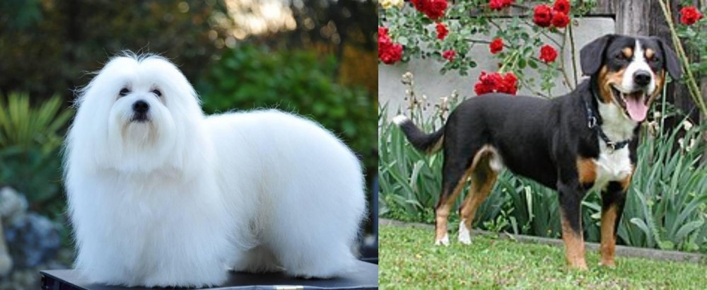 Entlebucher Mountain Dog vs Coton De Tulear - Breed Comparison