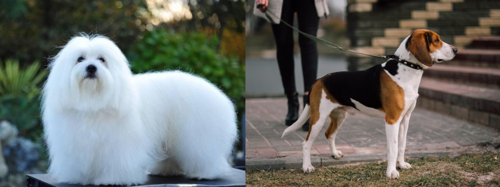 Estonian Hound vs Coton De Tulear - Breed Comparison
