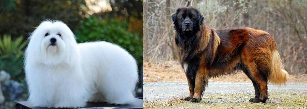 Estrela Mountain Dog vs Coton De Tulear - Breed Comparison