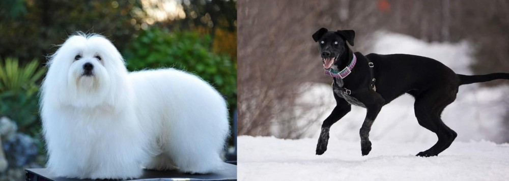 Eurohound vs Coton De Tulear - Breed Comparison
