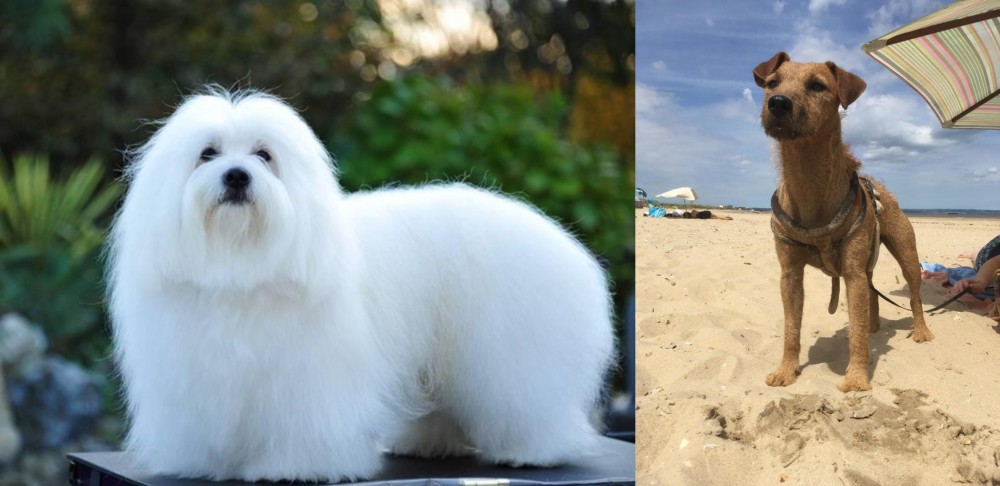 Fell Terrier vs Coton De Tulear - Breed Comparison