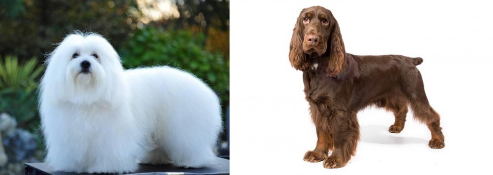 Field Spaniel vs Coton De Tulear - Breed Comparison