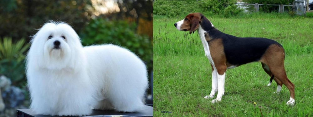 Finnish Hound vs Coton De Tulear - Breed Comparison