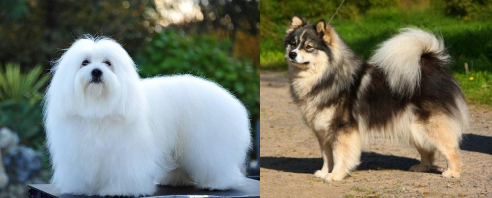 Finnish Lapphund vs Coton De Tulear - Breed Comparison
