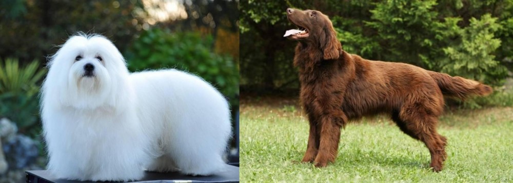 Flat-Coated Retriever vs Coton De Tulear - Breed Comparison