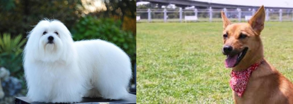 Formosan Mountain Dog vs Coton De Tulear - Breed Comparison