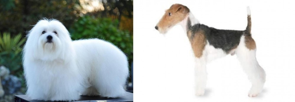 Fox Terrier vs Coton De Tulear - Breed Comparison
