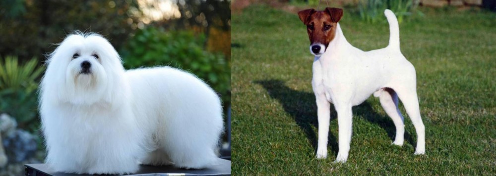 Fox Terrier (Smooth) vs Coton De Tulear - Breed Comparison