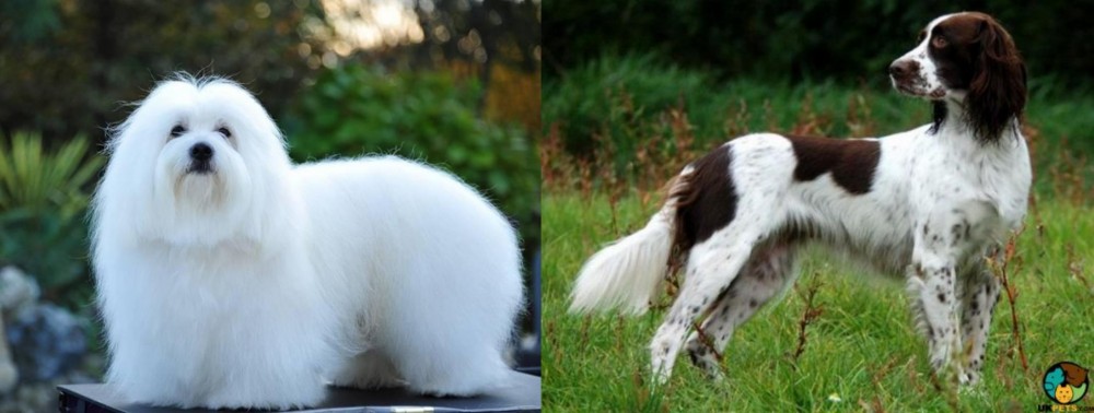 French Spaniel vs Coton De Tulear - Breed Comparison