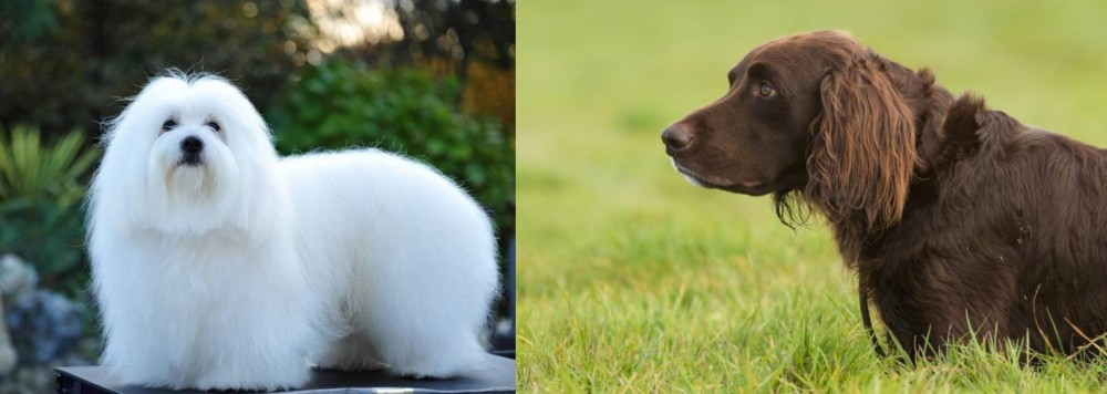 German Longhaired Pointer vs Coton De Tulear - Breed Comparison