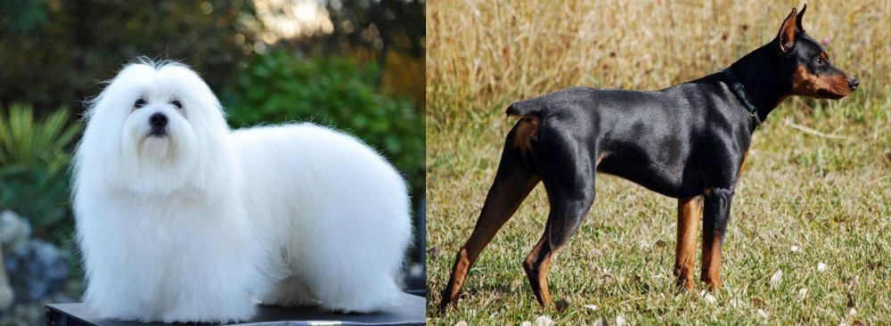 German Pinscher vs Coton De Tulear - Breed Comparison