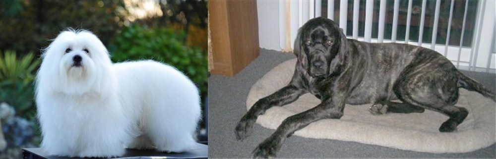 Giant Maso Mastiff vs Coton De Tulear - Breed Comparison