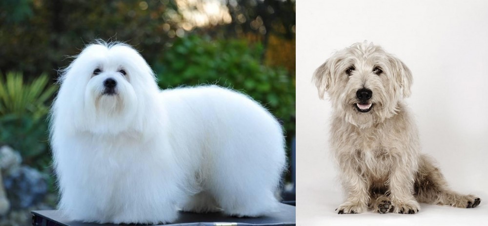 Glen of Imaal Terrier vs Coton De Tulear - Breed Comparison