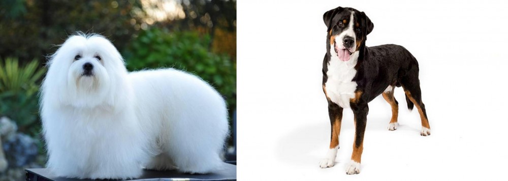 Greater Swiss Mountain Dog vs Coton De Tulear - Breed Comparison