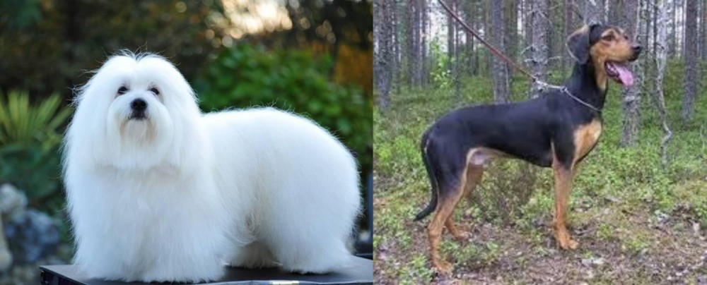 Greek Harehound vs Coton De Tulear - Breed Comparison
