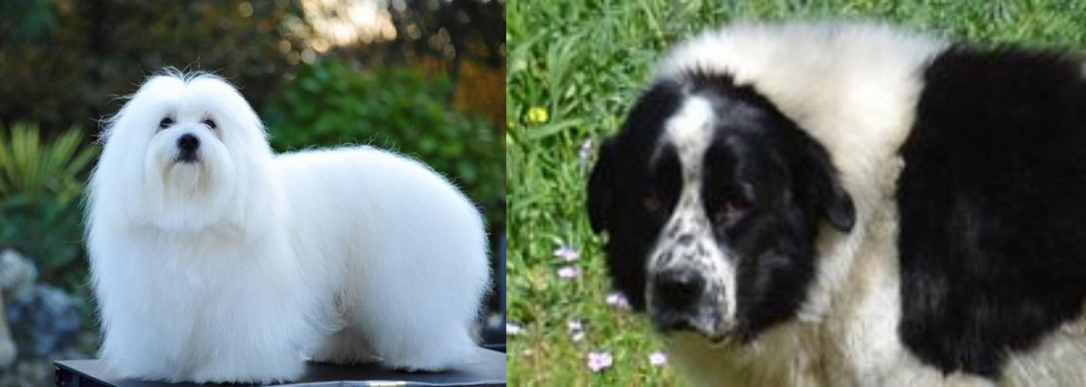 Greek Sheepdog vs Coton De Tulear - Breed Comparison