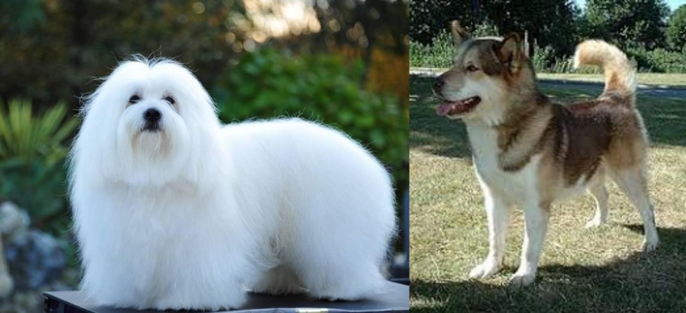 Greenland Dog vs Coton De Tulear - Breed Comparison