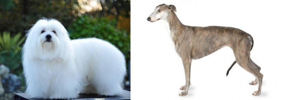 Greyhound vs Coton De Tulear - Breed Comparison