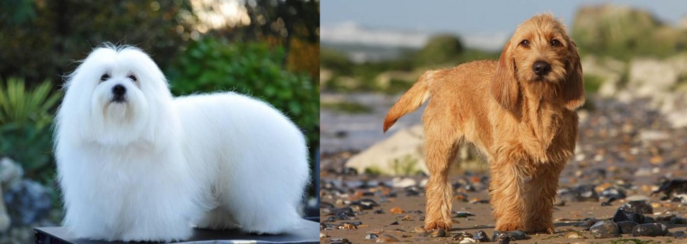 Griffon Fauve de Bretagne vs Coton De Tulear - Breed Comparison