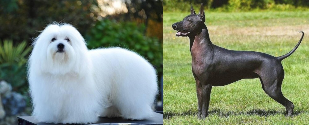 Hairless Khala vs Coton De Tulear - Breed Comparison