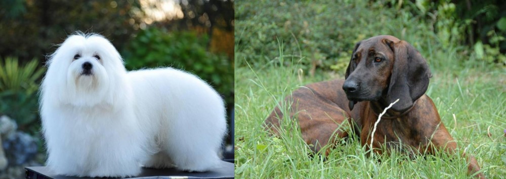 Hanover Hound vs Coton De Tulear - Breed Comparison