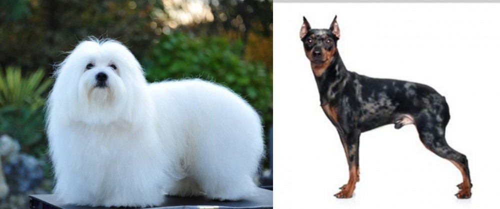 Harlequin Pinscher vs Coton De Tulear - Breed Comparison