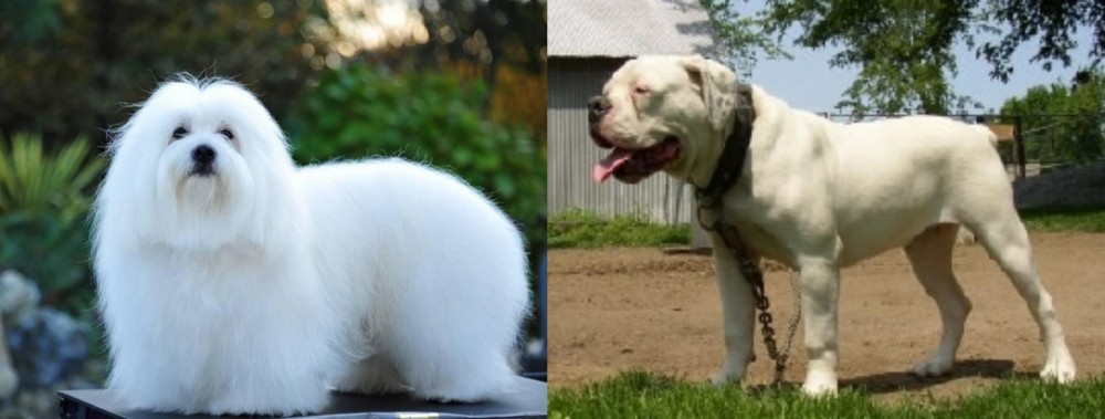 Hermes Bulldogge vs Coton De Tulear - Breed Comparison