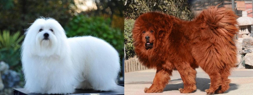 Himalayan Mastiff vs Coton De Tulear - Breed Comparison