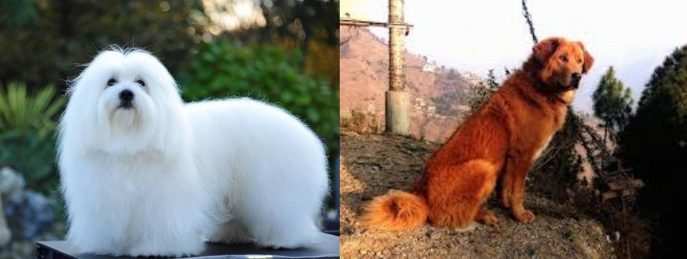 Himalayan Sheepdog vs Coton De Tulear - Breed Comparison