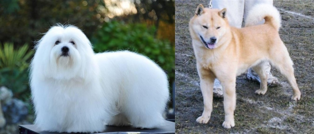 Hokkaido vs Coton De Tulear - Breed Comparison
